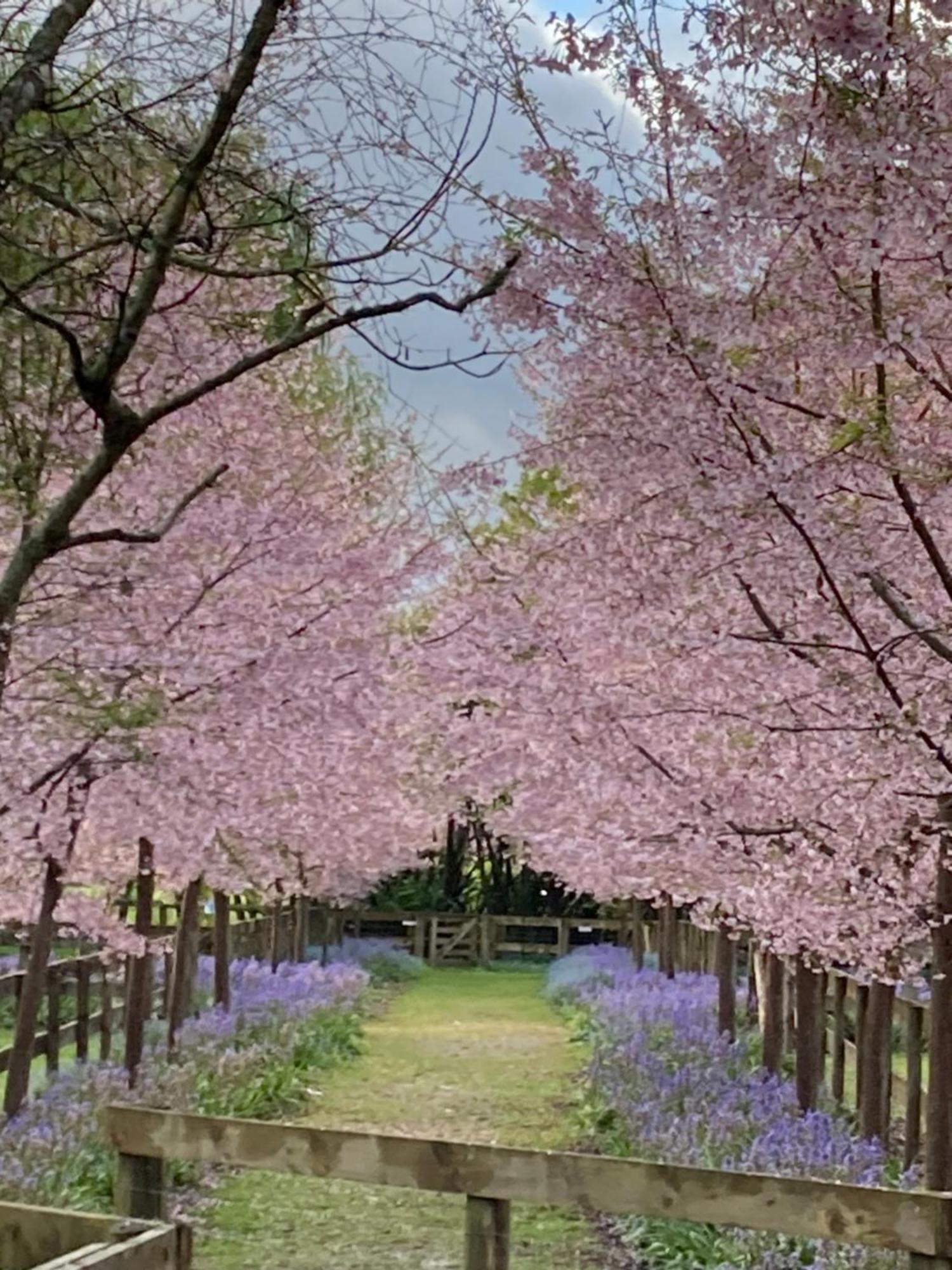 English Cherry Tree Manor Tamahere Extérieur photo
